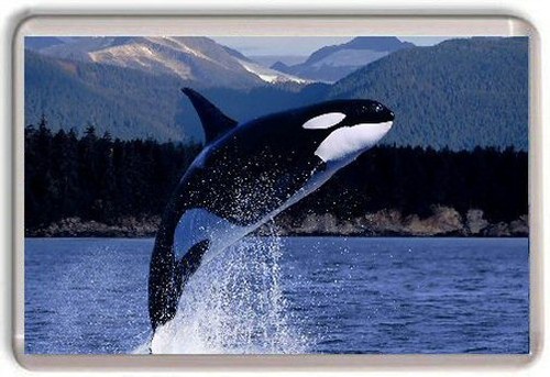 Killer whale orca fridge - whale,
