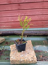 Sequoiadendron giganteum - in