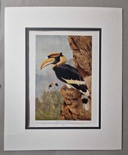 HARMSWORTH Great Pied Hornbill