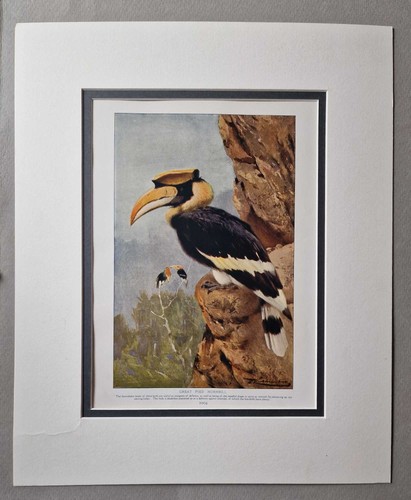 Harmsworth great pied hornbill - harmsworth,