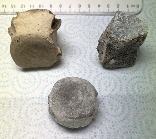 Collection miocene fossil - collection, of
