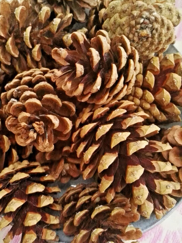 Pine cones cm crafts - pine,