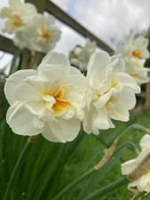 Daffodil sir winston - 10,