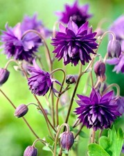 2x Aquilegia Blue Barlow