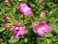 Wildflower mix - Pink - Ragged
