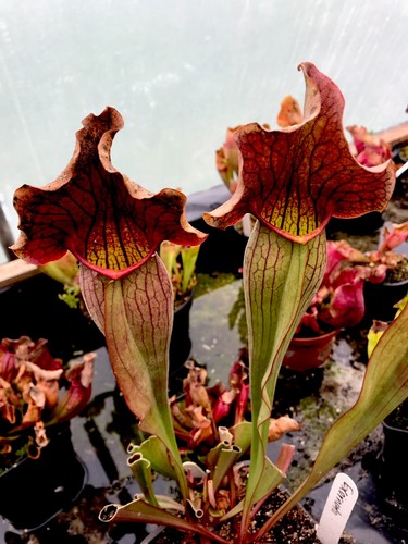 Sarracenia exornata hybrid - sarracenia,