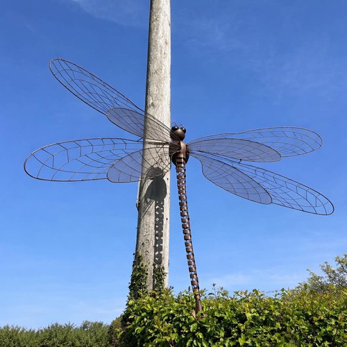 Very large dragonfly - large, wall