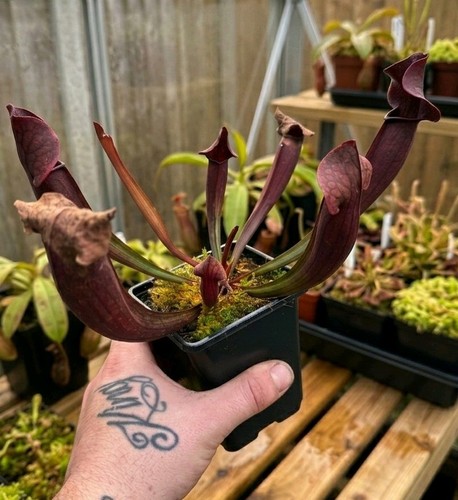Sarracenia tess carnivorous - cv,