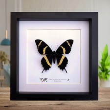 Papilio garamas electryion