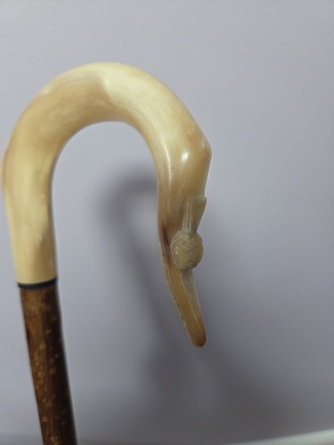 Rams horn shepherds - horn,
