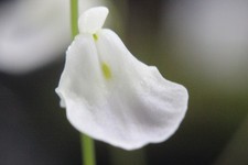 Utricularia Livida (Mexico)