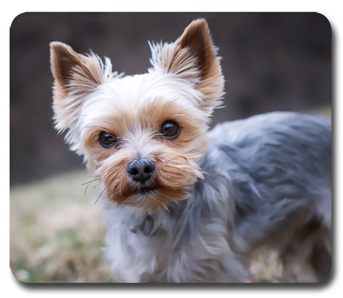 Yorkshire toy dog puppy - puppy, ~