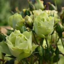 Rose 'Green With Envy'  Garden