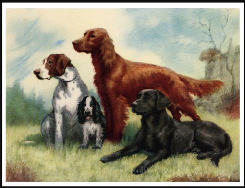 Labrador retriever irish - labrador,