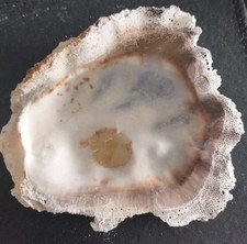 Vintage Clam Shell With Coral Coating 6"x 6"