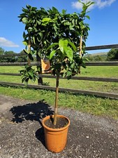 5-6ft Citrus Sweet Orange Espalier Trees Premium Quality! Personal Delivery!