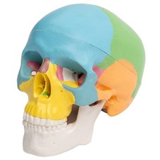 Disassembled Color Skull Model Human Anatomical Science Anatomy Model for Study