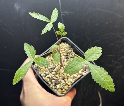 Last one rare bursera - last,
