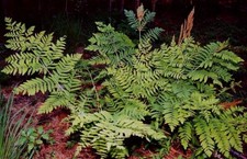 Osmunda regalis Royal fern 9cm