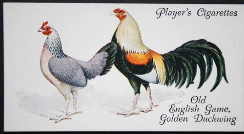 Golden duckwing old english - golden,