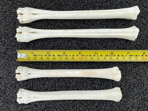 Real roe deer - roe, lower