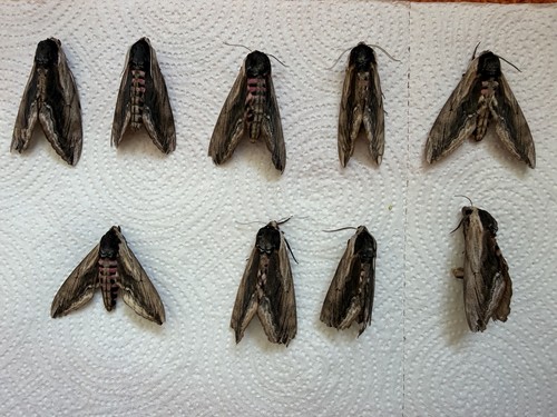 Dead privet hawk moth - hawk,