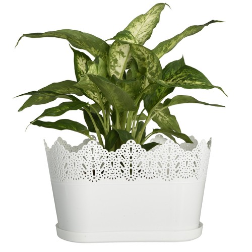 Oval flower pot planter with - planter,