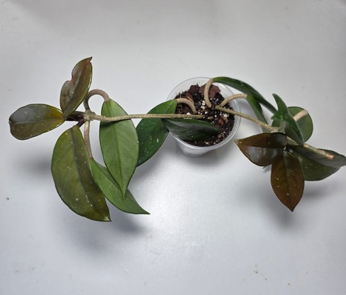 Hoya carnowa wax plant - hoya, 'wax