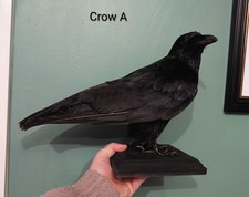 Skulls, Bones, Animal Skull