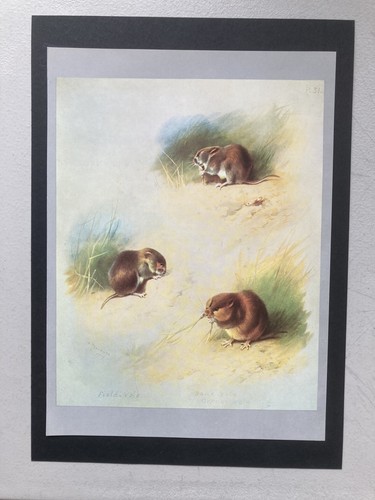 Vintage british mammal print - mammal,