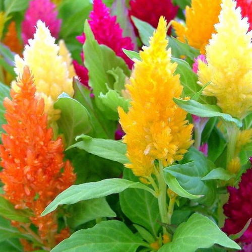 Pampas plume mix - plume,