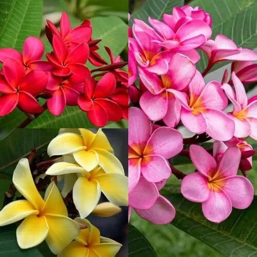 Plumeria rubra mixed - rubra,