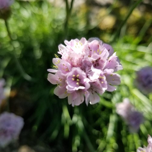 Armeria maritima sea thrift - maritima, sea-thrift