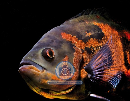 Oscar aquarium fish - oscar,