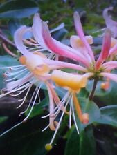 Honeysuckle, Lonicera plant in 13cm pot approx. Fragrant Flowers.===