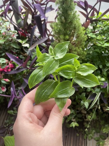 Tradescantia fluminensis 3 - fluminensis,,