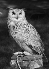 Owl - Wall Poster Art -