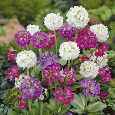  PRIMULA PLANT SEEDS  DIFFERENT  VARIETIES OF SEEDS TO  CHOOSE FROM