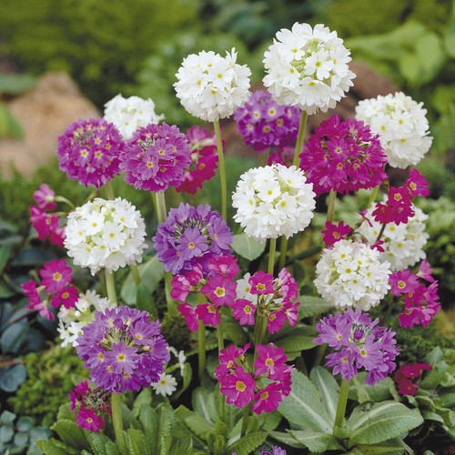 Primula plant seeds - primula,