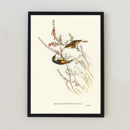 Vintage birds antique - vintage,