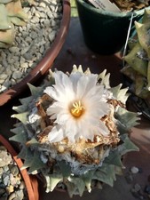 Ariocarpus retusus, 20 fresh seeds, Rare, Read description