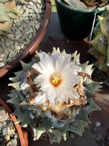 Ariocarpus retusus fresh - ariocarpus, retusus,