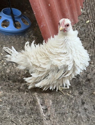 Serama hatching eggs - 4,