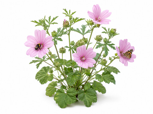 Musk mallow malva - mallow,, moschata