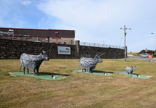 Photo highland cows - a2,