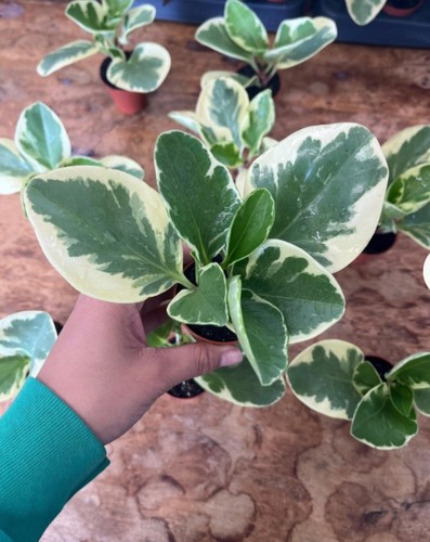 Peperomia obtusifolia