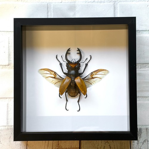 Stag beetle odontolabis - stag,
