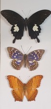 Butterflies Insect specimen