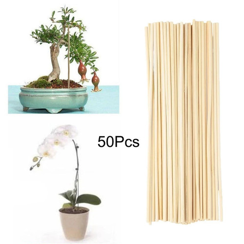 Pack small willow pea - 50, &
