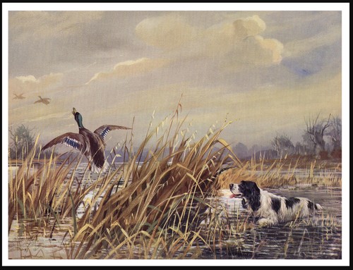 English springer spaniel dog - springer,